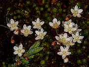 Saxifraga caespoitosa 20-9837